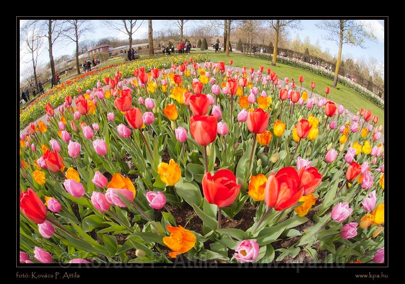 Keukenhof Hollandia 090.jpg